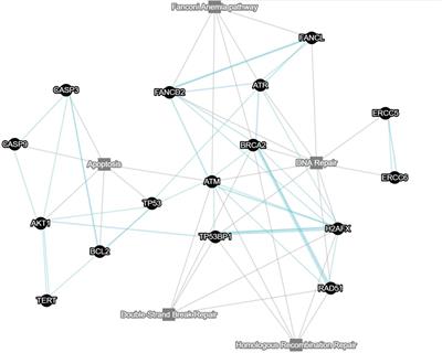 The Zebrafish as an Emerging Model to Study DNA Damage in Aging, Cancer and Other Diseases